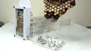 液体窒素で駆除したスズメバチの巣をアリの巣に投入