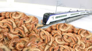8年に一度大量発生するヤスデに電車をぶつけると...