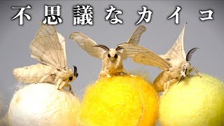 オスとメスで繭の色が変わる不思議なカイコ