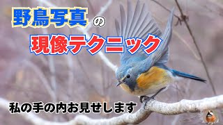 野鳥写真の現像テクニック / Lightroom Classic