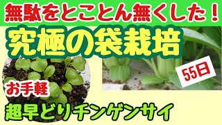 【袋栽培だって進化する　第2弾】なに！？マルチングだって？チンゲンサイＶer. ＃20しばみゆアットランダム #袋栽培 #チンゲンサイ #簡単 #マルチング #プランター処分