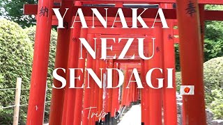 VLOG 10 Hakusan Jinjya⛩️・Yanaka・Nezu・Sendagi✨stunning Hydrangeas Tokyo【白山神社・谷中・根津・千駄木 東京 谷根千 紫陽花】