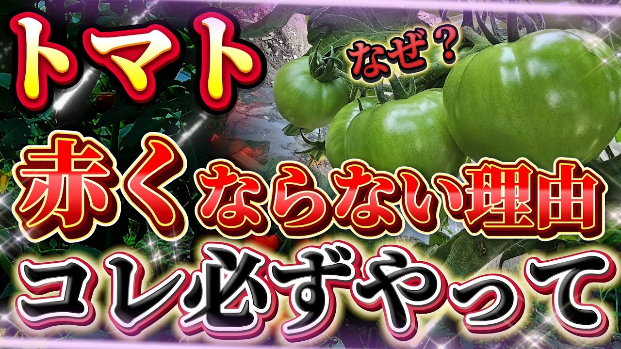 サムネ