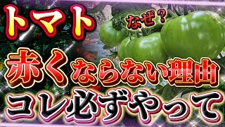 【トマト】緑から赤に変わらない理由はコレです！！〇〇を行うと早く熟します！！