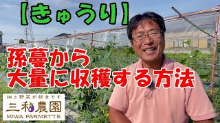 キュウリは孫蔓を伸ばすことでたくさん収穫できます。えっ！？なんで孫蔓？子蔓じゃだめなの？。NO465（2022.5.29）