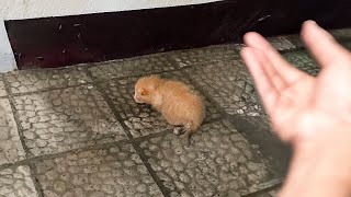 I Picked up a Tiny Kitten on a Stormy Day at School