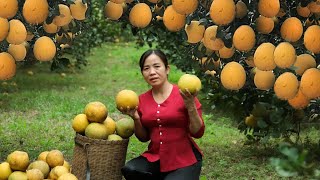 Picking Grapefruit In The Farm & Goes To Market Sell - How To Make Crispy Fried Sweet Potato Strips