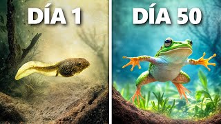 Criando Renacuajos a Ranas (Evolución de 50 Días)