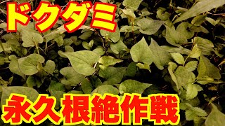 【必見】本気でドクダミを駆除したい方向け