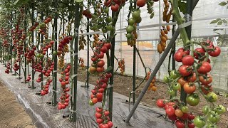 トマトの花が咲いても実らない時はコレやるだけで収穫量が３倍以上になります！【トマトの栽培方法・育て方のコツ】23/6/22