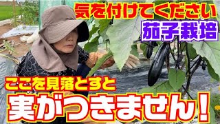 【ここを見て！】収穫期に入った茄子の追肥や水やりの見極め方【茄子栽培】