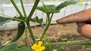 キュウリの収穫量が増える子づる摘心のやり方・整枝方法（１株で１００本の収穫量）【キュウリの育て方・栽培方法】25/5/23