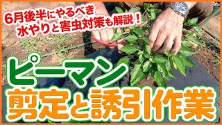 ピーマン栽培を長く続けるコツ！6月後半にやるべき誘引作業と管理方法を徹底解説！【農園ライフ】