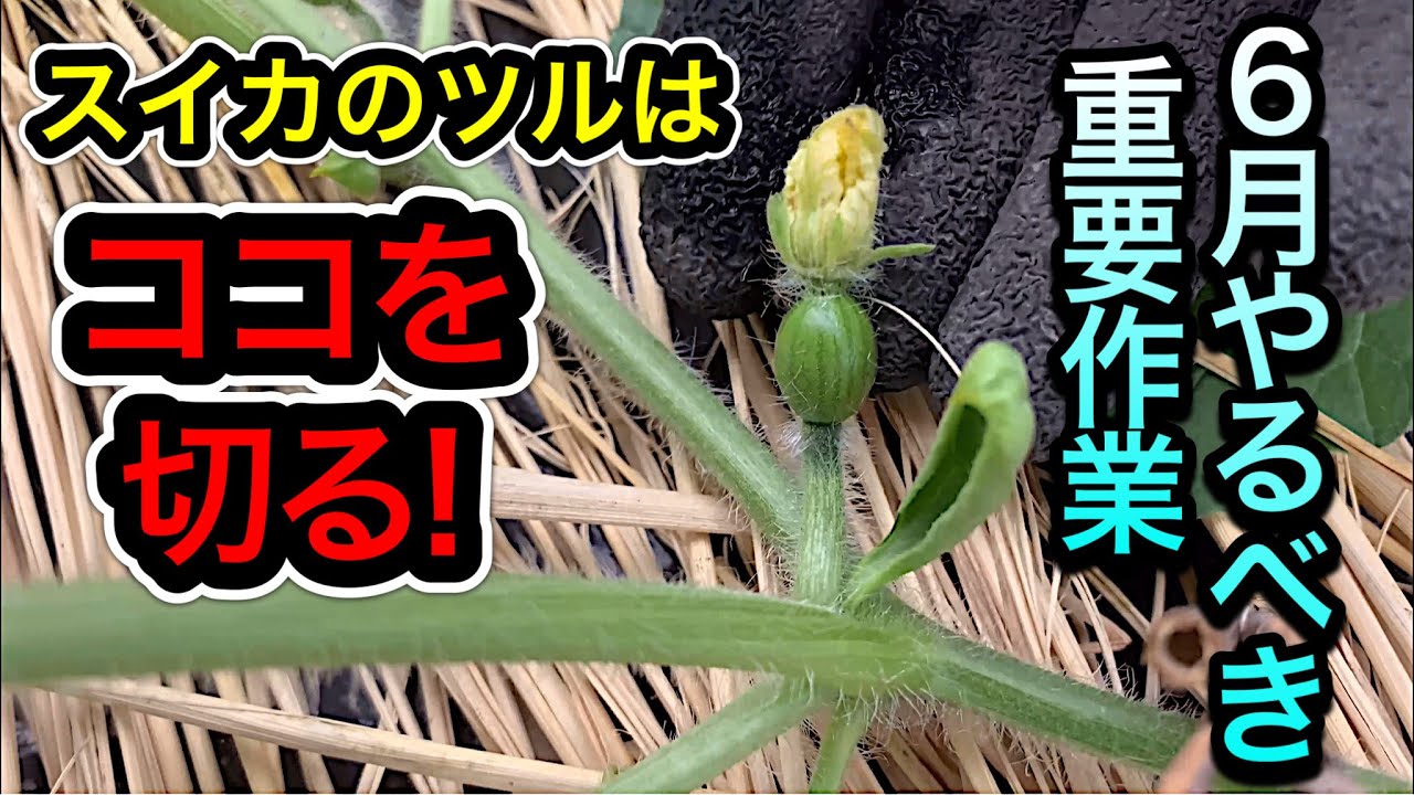 サムネ