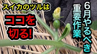 【実践編】スイカの孫づる摘芯と人工授粉の失敗しないやり方。大きく育つ重要な6月の作業!甘くなる栽培方法、脇芽かき整枝方法。大玉、小玉、4本仕立て2果採り、誘引、病気予防