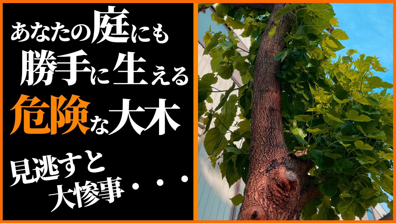 サムネ