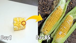 スーパーで買ったとうもろこしを1粒植えたら、立派なとうもろこしが出来た… / How to regrow corn from store bought corn