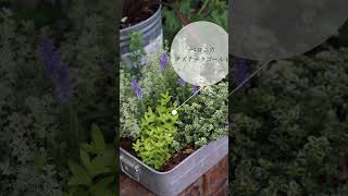 手間いらずのミニハーブガーデン #ガーデニング #garden  #庭のある暮らし #ハーブ
