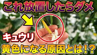 家庭菜園でキュウリが黄色くなった時の直し方！