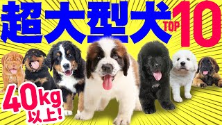 【超大型犬❤️人気ランキング2023】ムチムチのかわいい子犬が体重40kg越えに！性格や魅力も紹介！