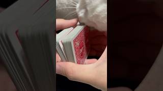 シャッフルしようとしたら😅#ねこ #ねこのいる生活 #cat  #magic #マジック#トランプ #猫 #猫動画 #猫のいる暮らし #shorts