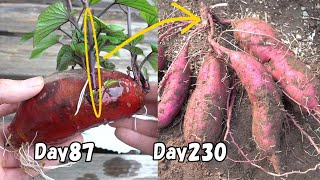 スーパーで買ったさつまいもを水に浸けてみると…【再生栽培】 / How to regrow sweet potato from store-bought sweet potato