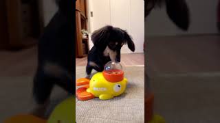 アヒルの主役感がすごい😳😳😳#いぬのいる生活 #ミニチュアダックスフンド #愛犬との日常