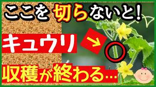 キュウリを長～くたくさん収穫する最強の育て方！親づる摘芯・子づる管理・追肥と水やりのコツ【初心者・プランター家庭菜園】