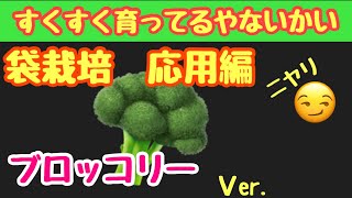 【袋進化シリーズ第4弾　ハロウィンですか？】＃23しばみゆアットランダム #袋栽培 #ブロッコリー #簡単 #プランター処分