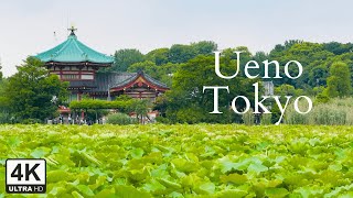 上野を散策：上野公園と不忍池｜日本ウォーキングツアー [4K]