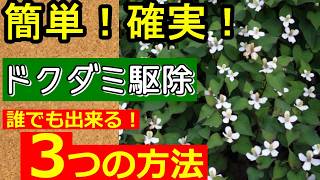 【ドクダミ駆除】誰でも駆除できる方法 3選！