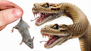 What It's Like To Have a Pet 2-Headed Snake...