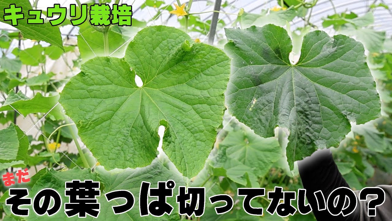 サムネ