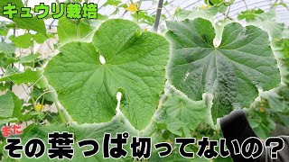 【キュウリ栽培の重要作業】葉かき・摘葉のしかた【その葉をなぜとるのか】