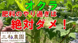 オクラ栽培のポイントは追肥にあります！（2023.8.5）