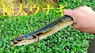 春の大物ウナギをぶっこ抜け！春ウナギ2