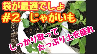 【袋進化シリーズ第3弾　芽かき＋増し土】思う存分、子いもを作ってくれるっしょ！＃22しばみゆアットランダム #袋栽培 #じゃがいも #簡単 #プランター処分 #芽かき #増し土 #やり方
