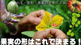 なぜ実が落ちる？大きくならない？それは受粉のメカニズムで分かる。【メロン・スイカ・トマト、ナス等夏野菜、果樹】