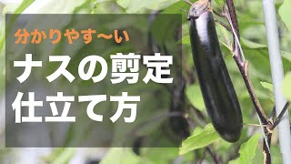 【図解】世界一分かりやすいナスの剪定・仕立て方　家庭菜園でも100本収穫する方法
