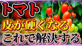 【トマト】なぜ硬い！？それは育て方で変わります！！柔らかいトマトを作る方法を徹底紹介します！！