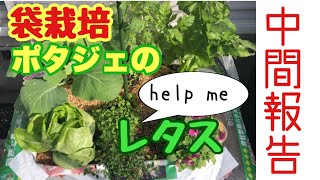 【無事生還】枯れかけたレタスの生きかえりっぷりを見て‼️ #ポタジェ #レタス #枯れた時 #カル酢