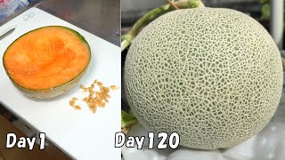 食べた高級メロンの種を植えたら、大玉メロンが収穫出来た / How to grow cantaloupe from store-bought cantaloupe