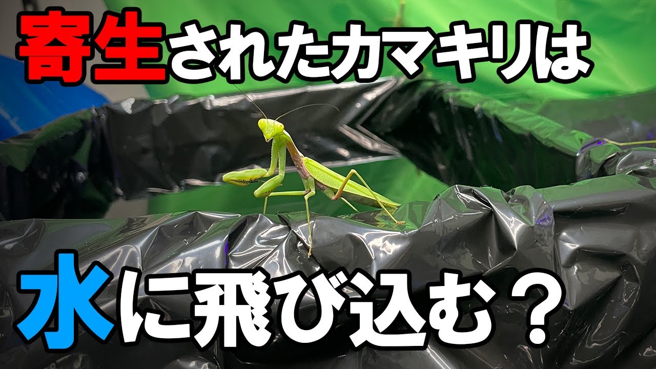 サムネ