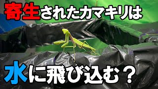 ハリガネムシに寄生されたカマキリがプールに近づくと...