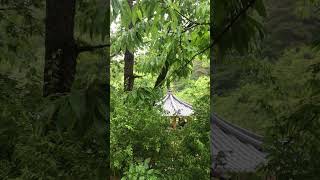 빗소리와 함께 잠시 쉼 ㅣ빗방울 떨어지는 소리 들으며 힐링 #빗소리#백색소음#rain#sounds#nature#asmr#rest#healing#relaxing #rainsounds
