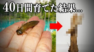池で見つけたヤゴを育ててみた