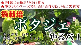 【野菜もハーブも花も一緒に植えると良いのだぁ〜】／Did you know? Potager Garden can be done with a bag. #袋栽培 #ポタジェ #コンパニオンプランツ