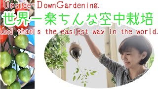 【手品ですか？】秒で苗をペットボトルに入れてみせます！This method is the easiest. Put the tomato seedlings in a plastic bottle.