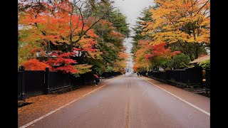 小京都・角館の秋を歩く｜武家屋敷と紅葉の絶景【秋田の歴史街並】