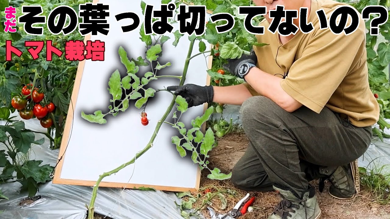 サムネ